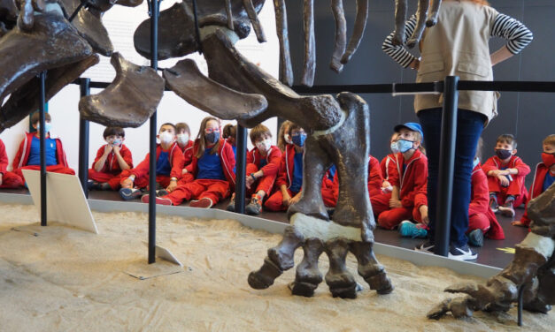 Els dinosaures i els fòssils (2n i 3r d’EP)