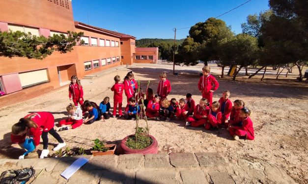Proyecto de las plantas – 2º de Primaria